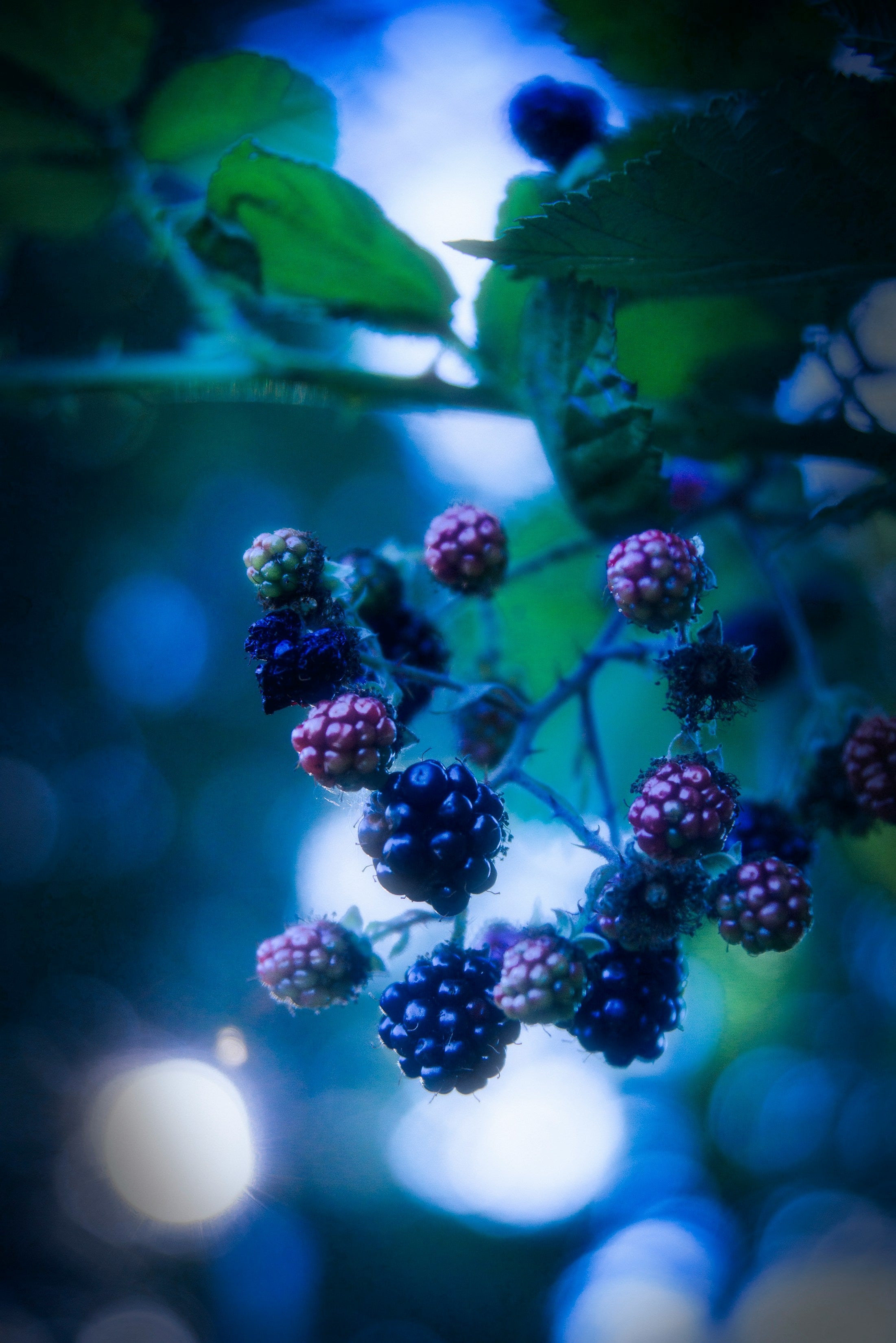 PURPLE RAIN